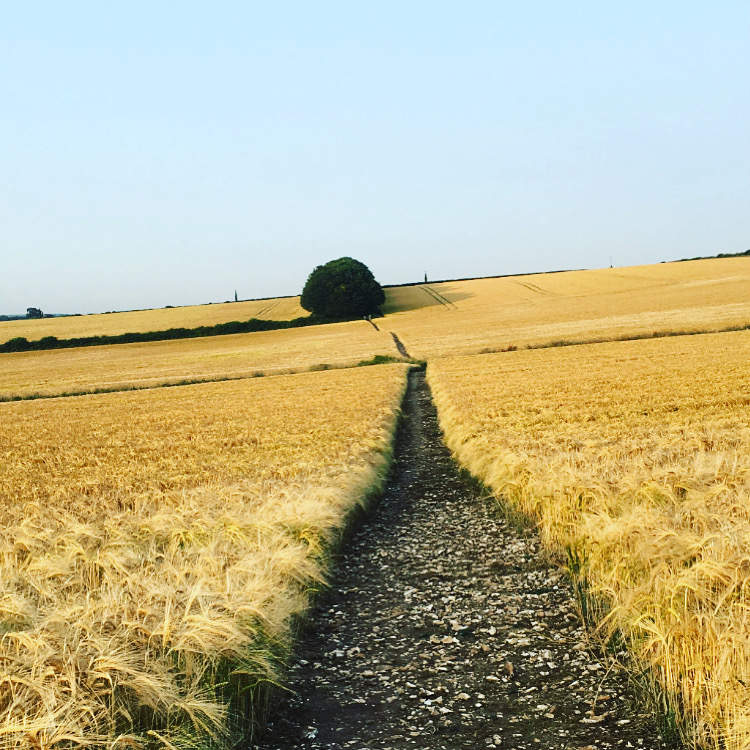 Image 2 from We love dogs | Newfield Holiday Cottages