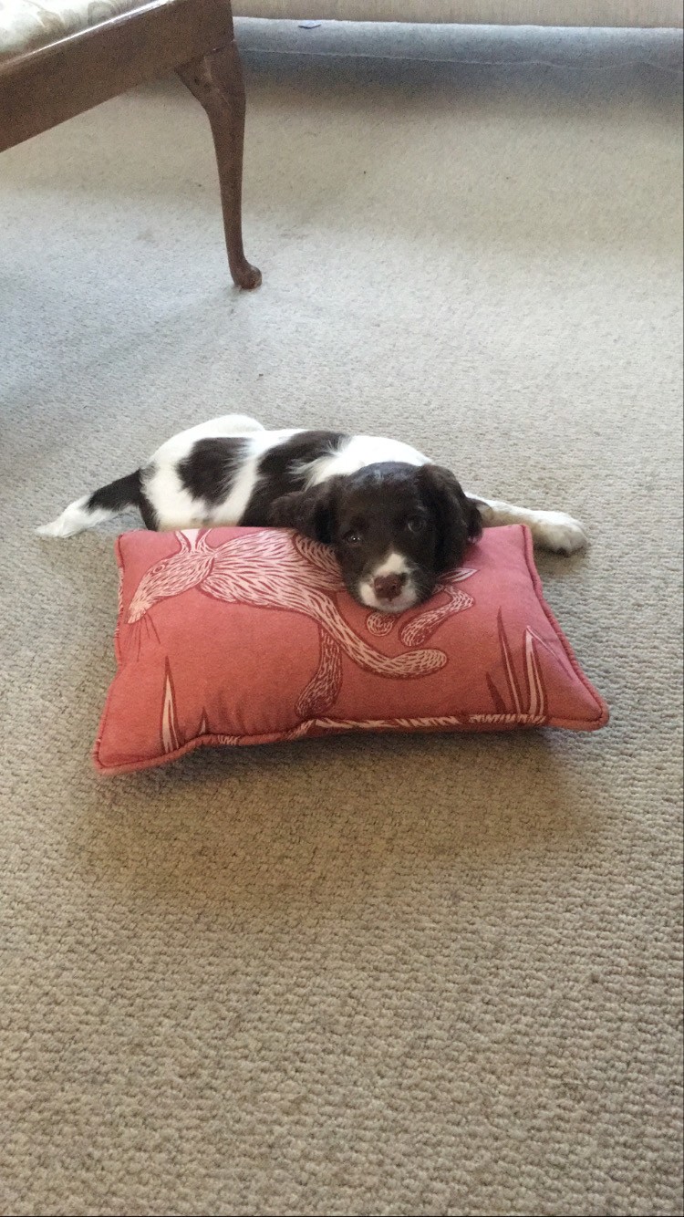Image 1 from We love dogs | Newfield Holiday Cottages