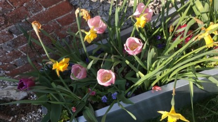 Image 1 from Here comes the summer sun (hopefully!) | Newfield Holiday Cottages