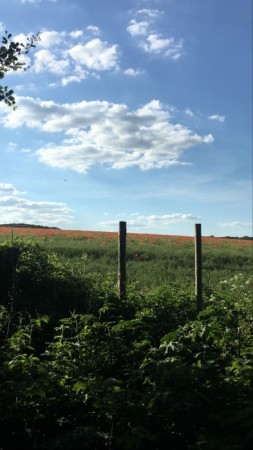 Newfield Holiday Cottages image 1